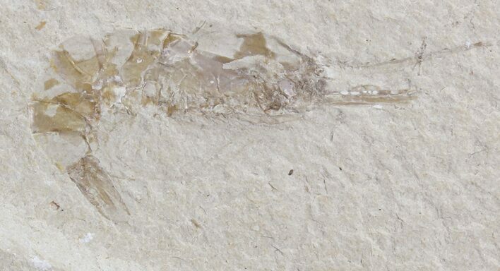 Cretaceous Fossil Shrimp - Lebanon #74527